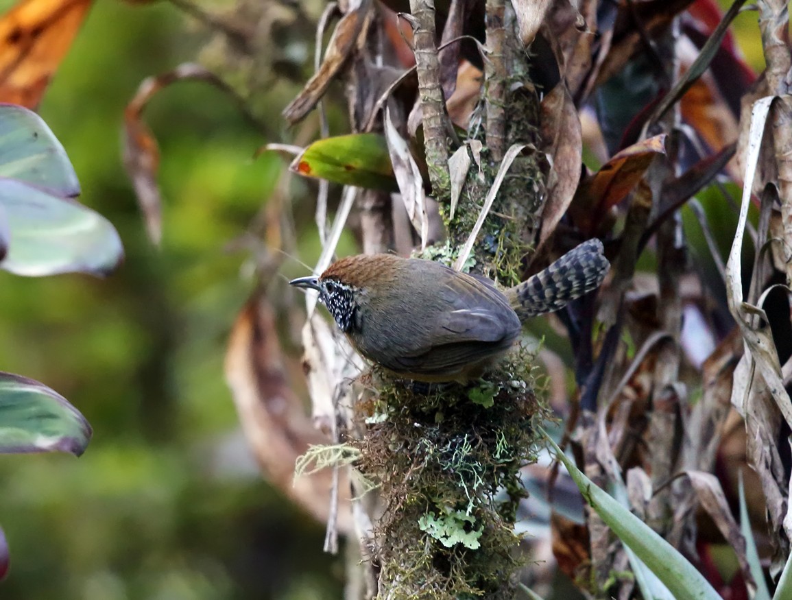 Rufous-breasted Wren - ML139546441