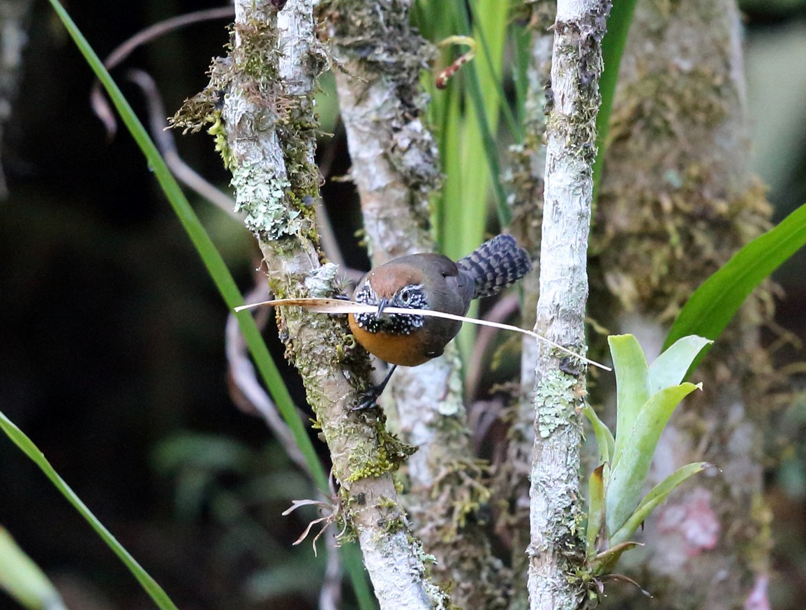 Rufous-breasted Wren - ML139546481