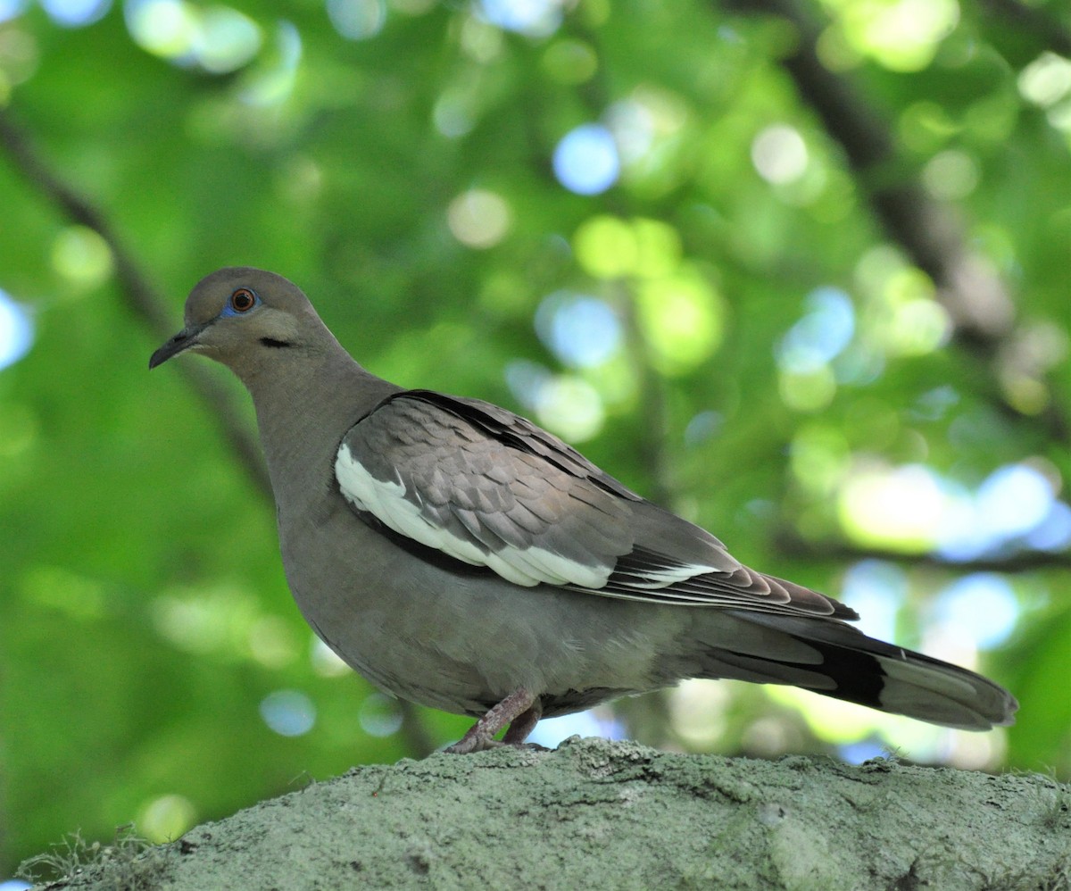 White-winged Dove - ML139546581