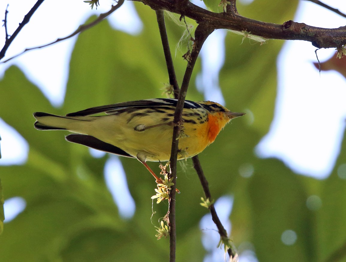 Blackburnian Warbler - ML139546691