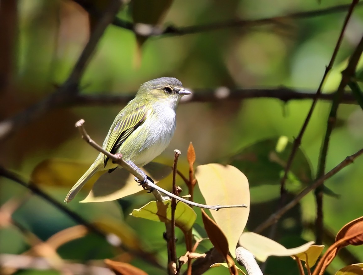 Mistletoe Tyrannulet - ML139546831