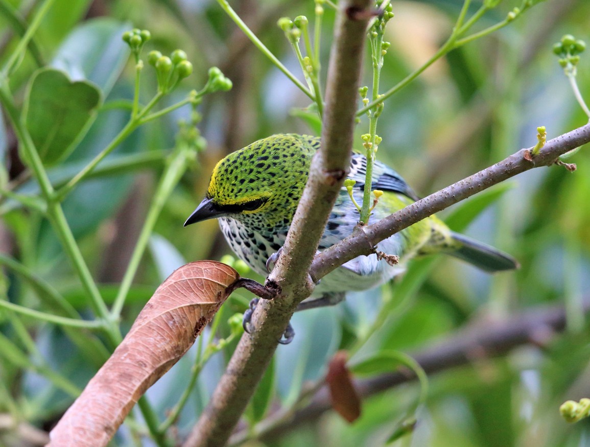 Speckled Tanager - Tom Murray