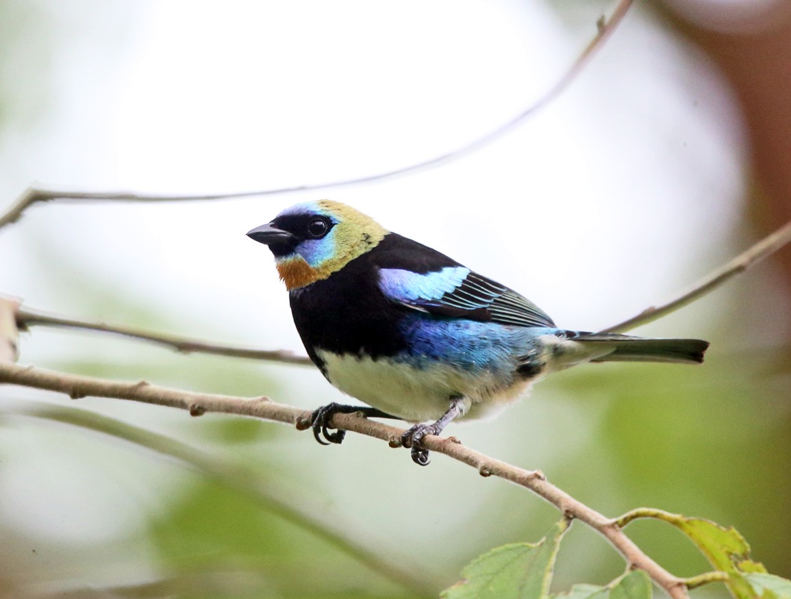 Golden-hooded Tanager - Tom Murray