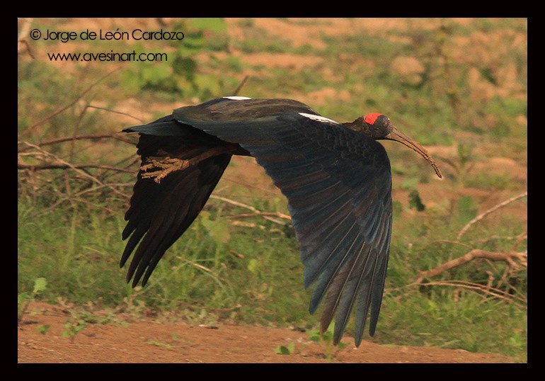 ibis bradavičnatý - ML139547801