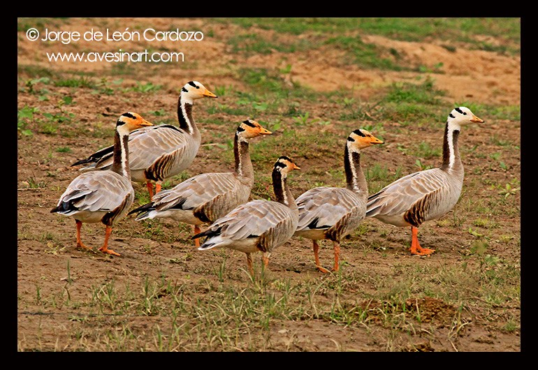 Bar-headed Goose - ML139547941