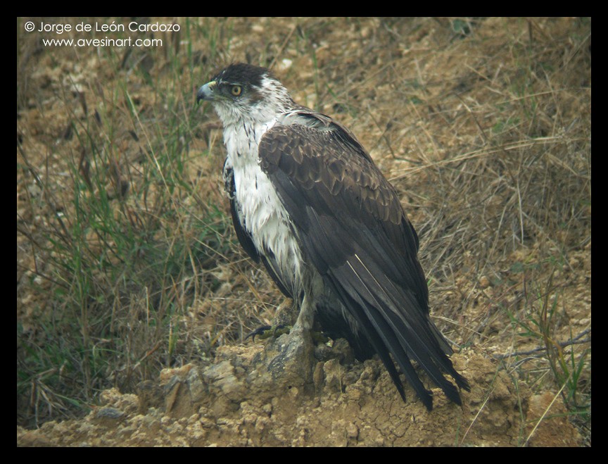 Bonelli's Eagle - ML139548381