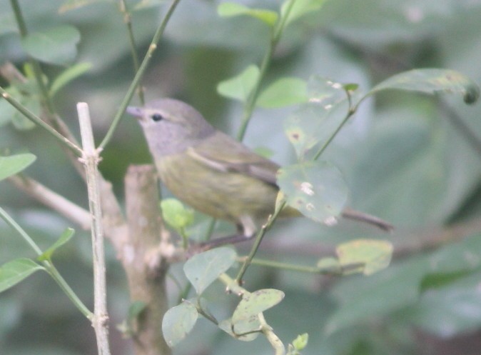 Orange-crowned Warbler - ML139549021