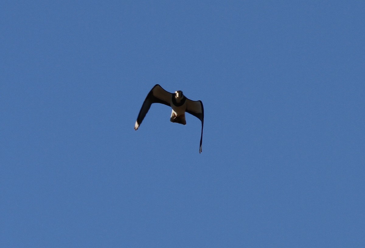 Northern Lapwing - ML139549141