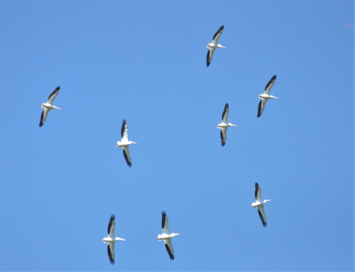 American White Pelican - ML139549311