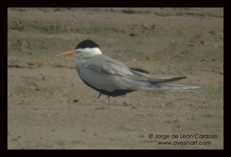 Black-bellied Tern - ML139549651