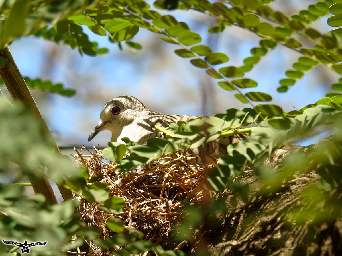 Inca Dove - ML139550241