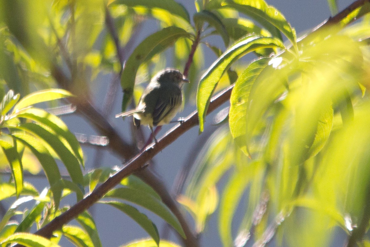 Mistletoe Tyrannulet - ML139550301