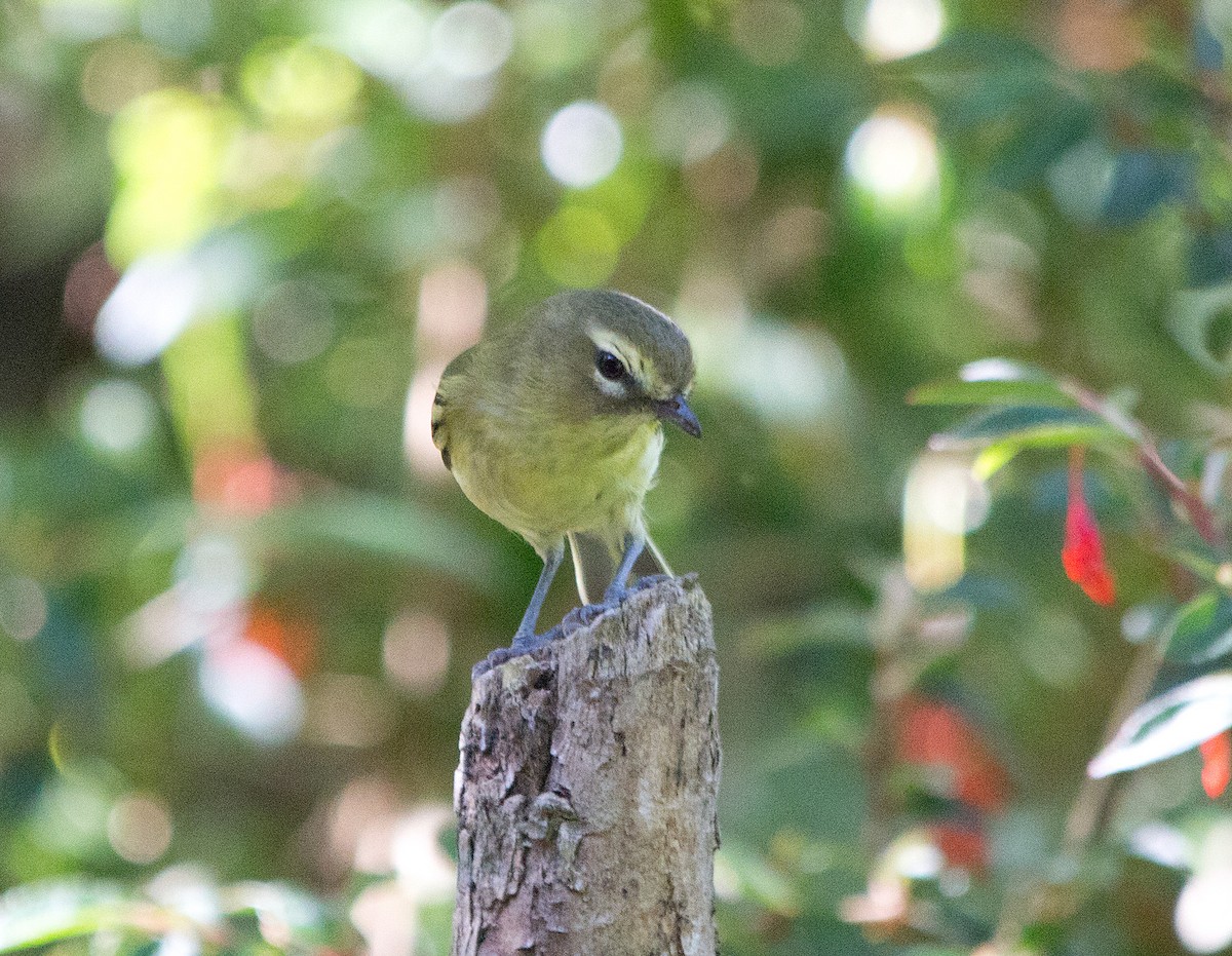 Yellow-winged Vireo - ML139550401