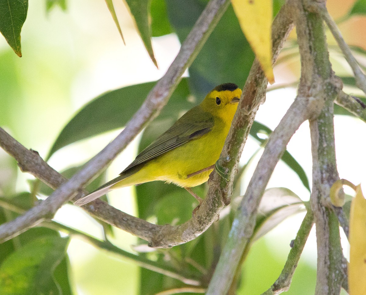 Wilson's Warbler - ML139550451