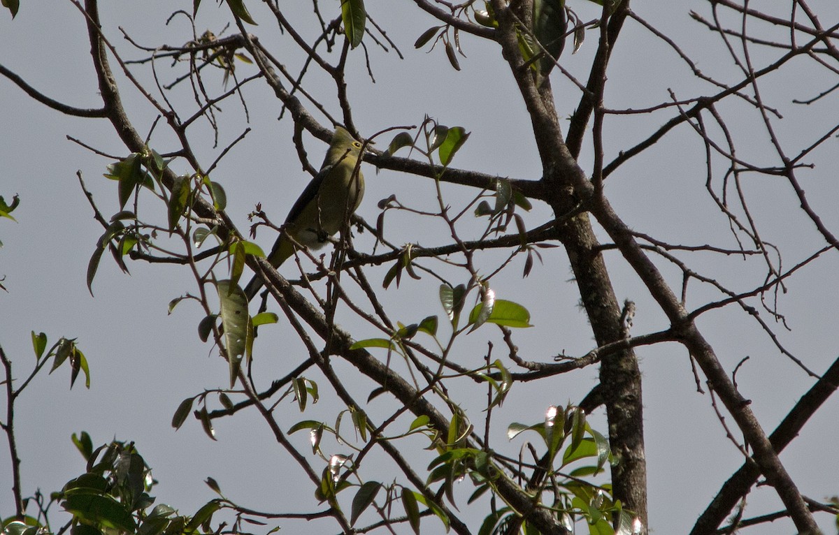 Long-tailed Silky-flycatcher - ML139550521