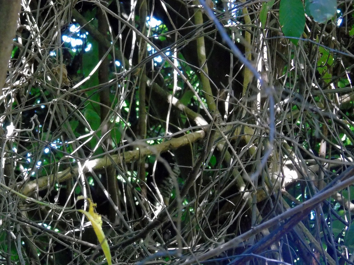 Ошейниковый лесной сокол - ML139550541
