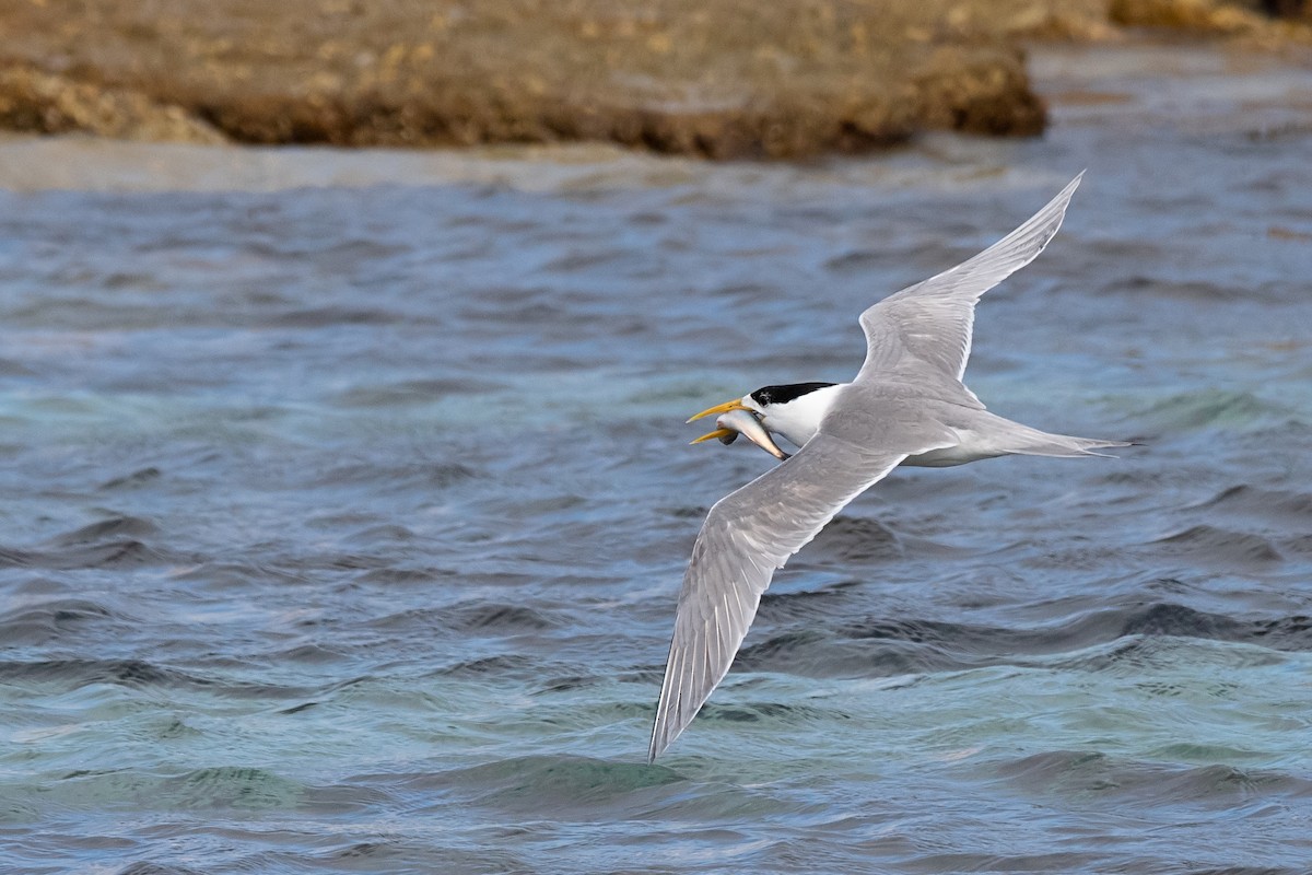 Great Crested Tern - Hayley Alexander