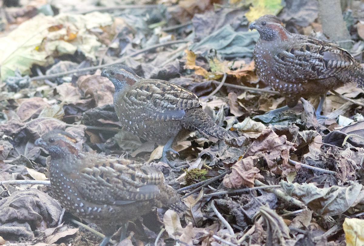 Spotted Wood-Quail - ML139550701