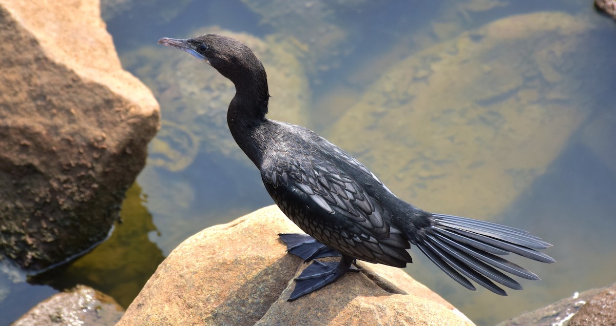 Little Cormorant - mathew thekkethala