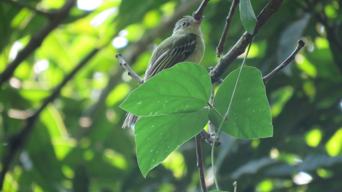 Ochre-lored Flatbill - ML139551821