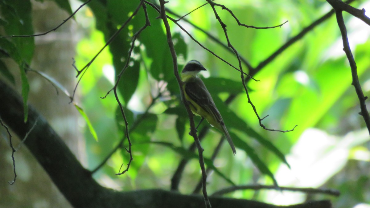 Social Flycatcher - ML139551871