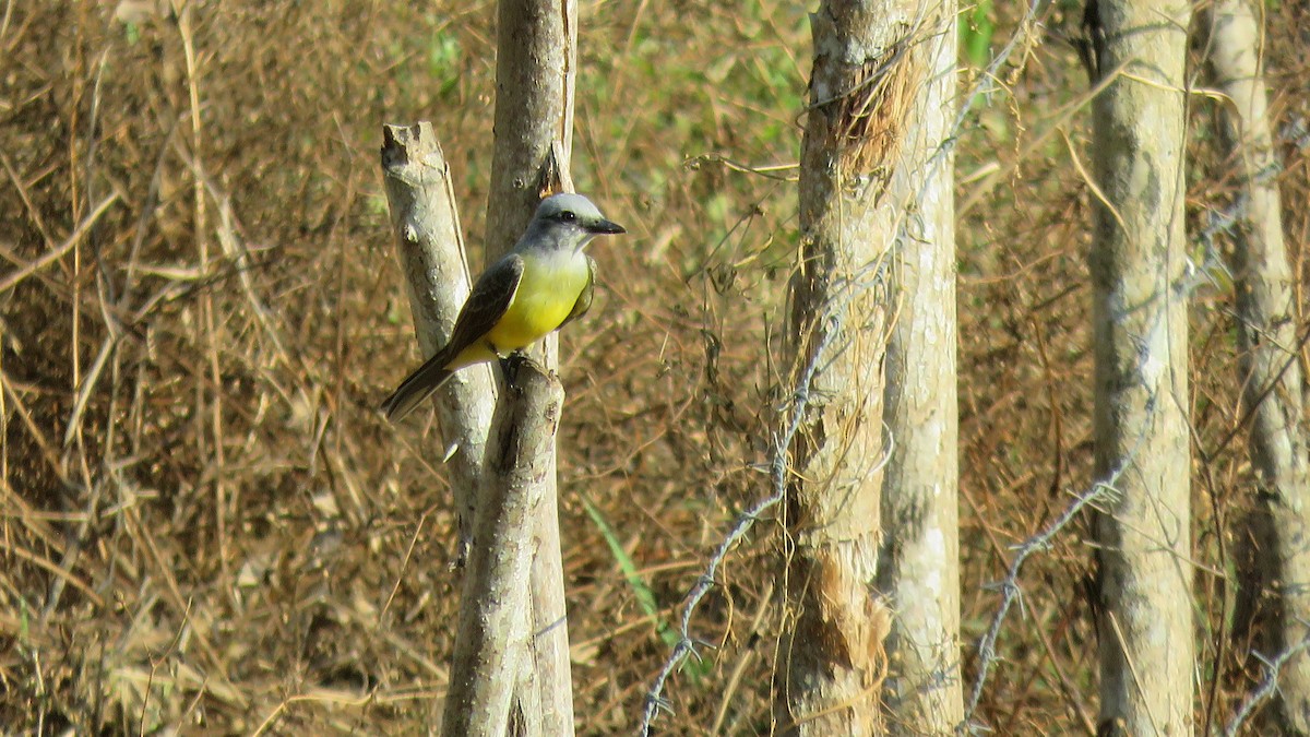 Tropical Kingbird - ML139551961