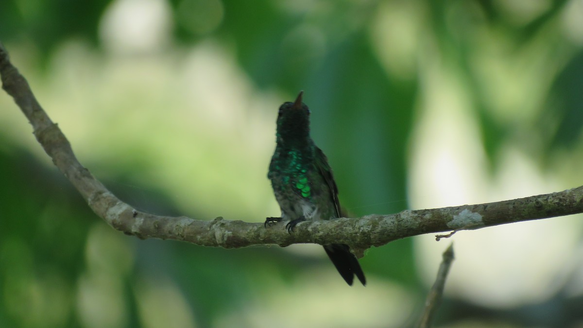 Red-billed Emerald - ML139552051