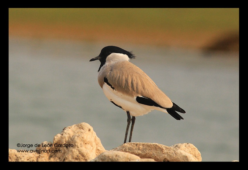 River Lapwing - ML139552331