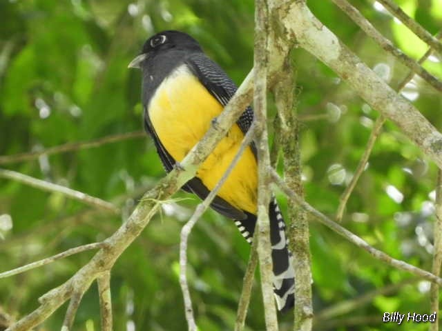 Gartered Trogon - ML139552641