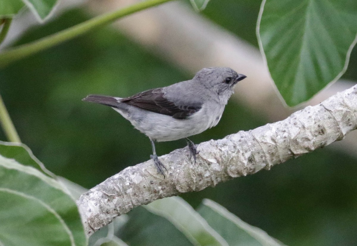 Plain-colored Tanager - Robert Bochenek