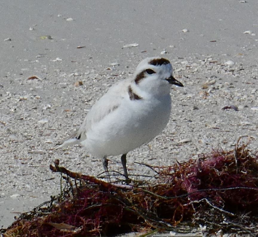 Snowy Plover - ML139552711