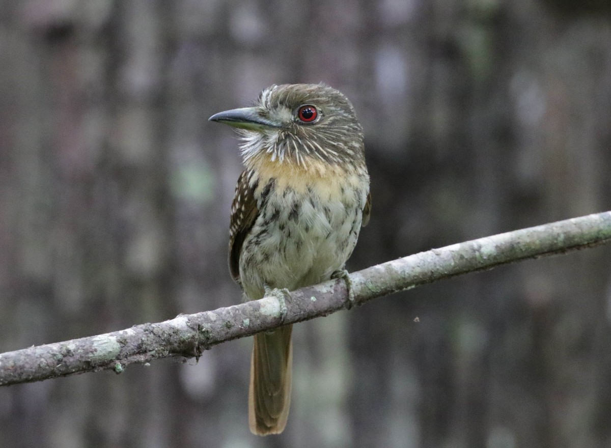 White-whiskered Puffbird - ML139553081