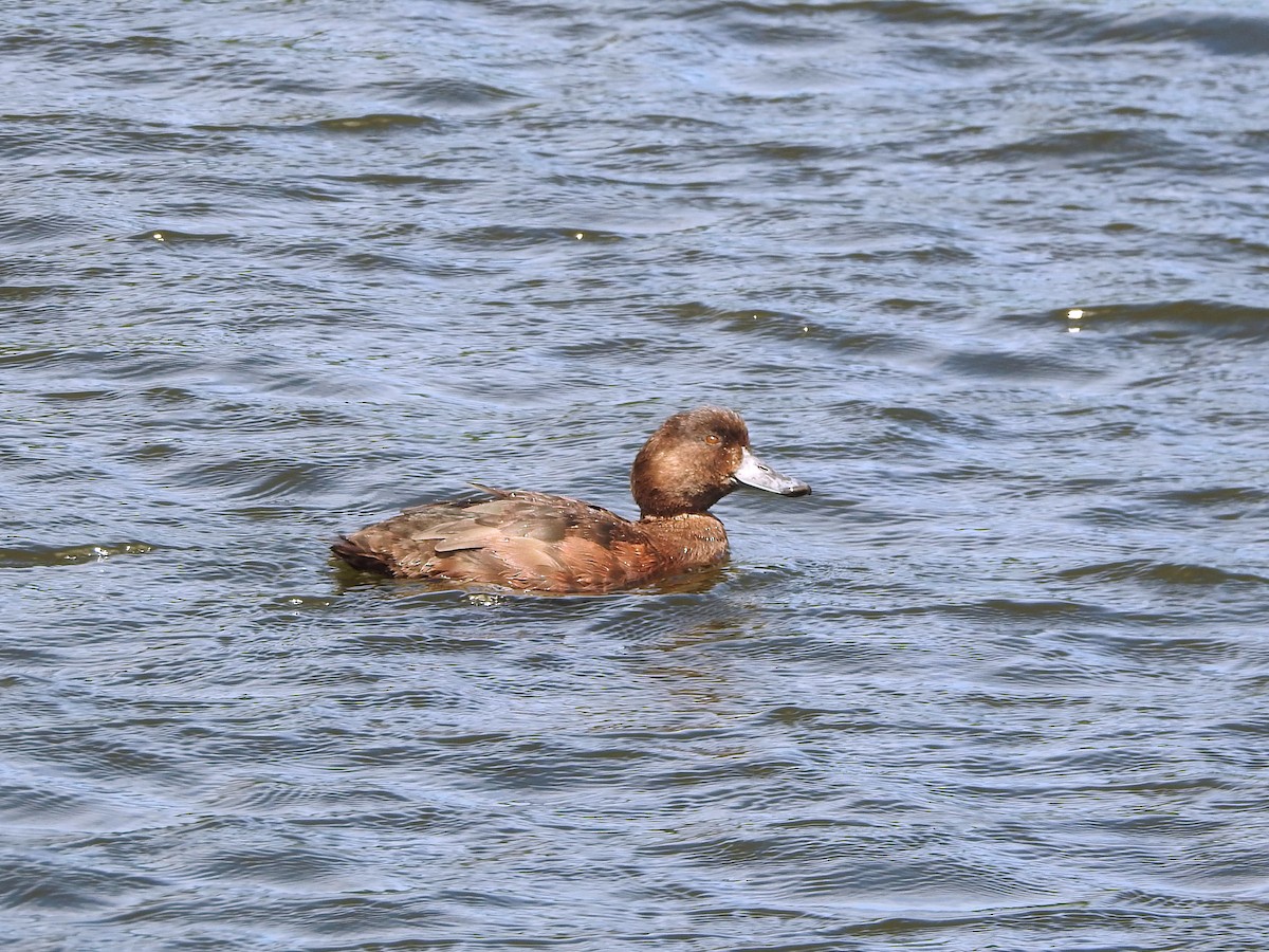 New Zealand Scaup - Tim Norris