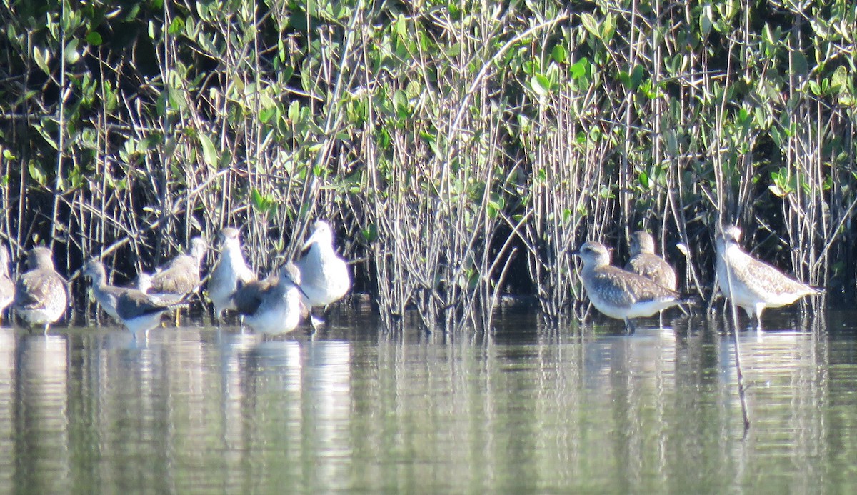 Black-bellied Plover - Robin Gurule