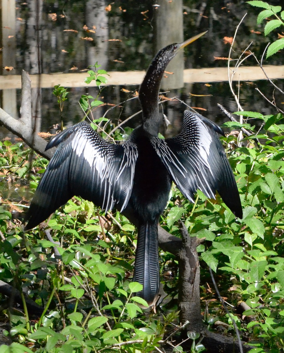 Amerika-Schlangenhalsvogel - ML139555131