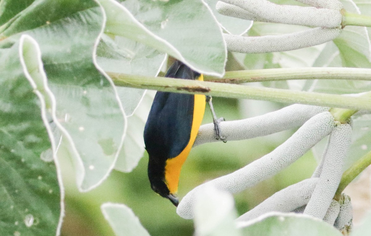 Thick-billed Euphonia - ML139555421