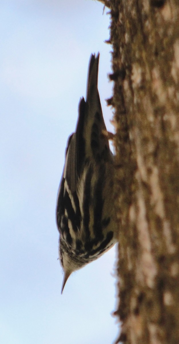 Black-and-white Warbler - ML139555591