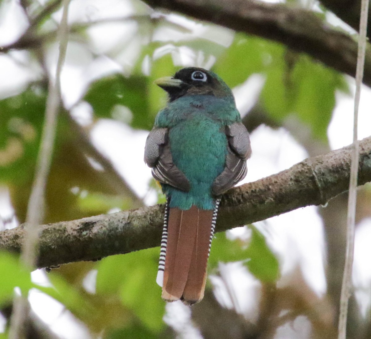 Northern Black-throated Trogon - ML139558541