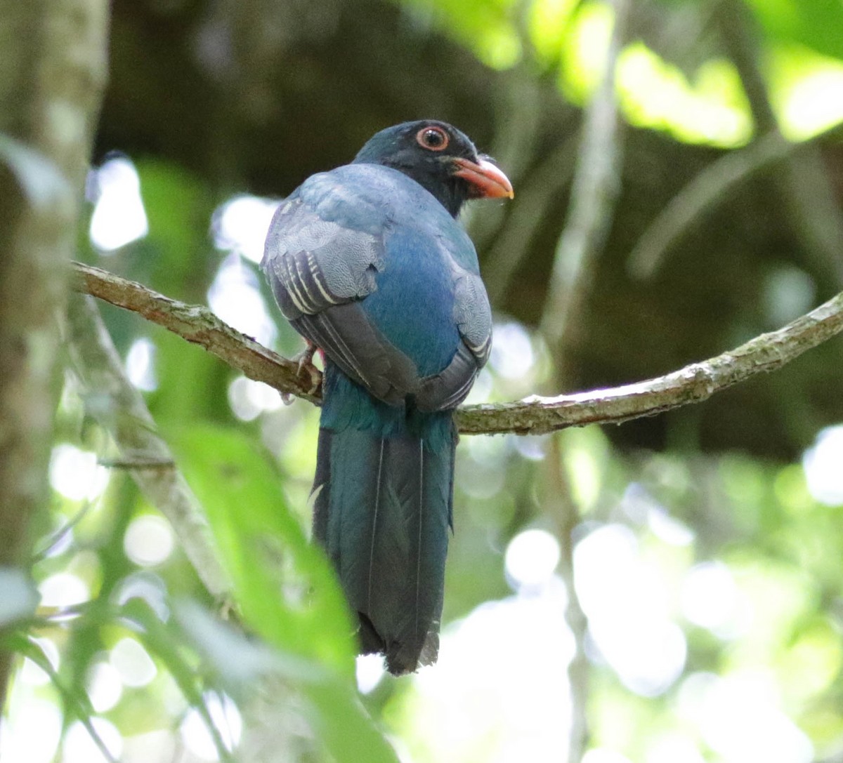 Kara Kuyruklu Trogon - ML139559371