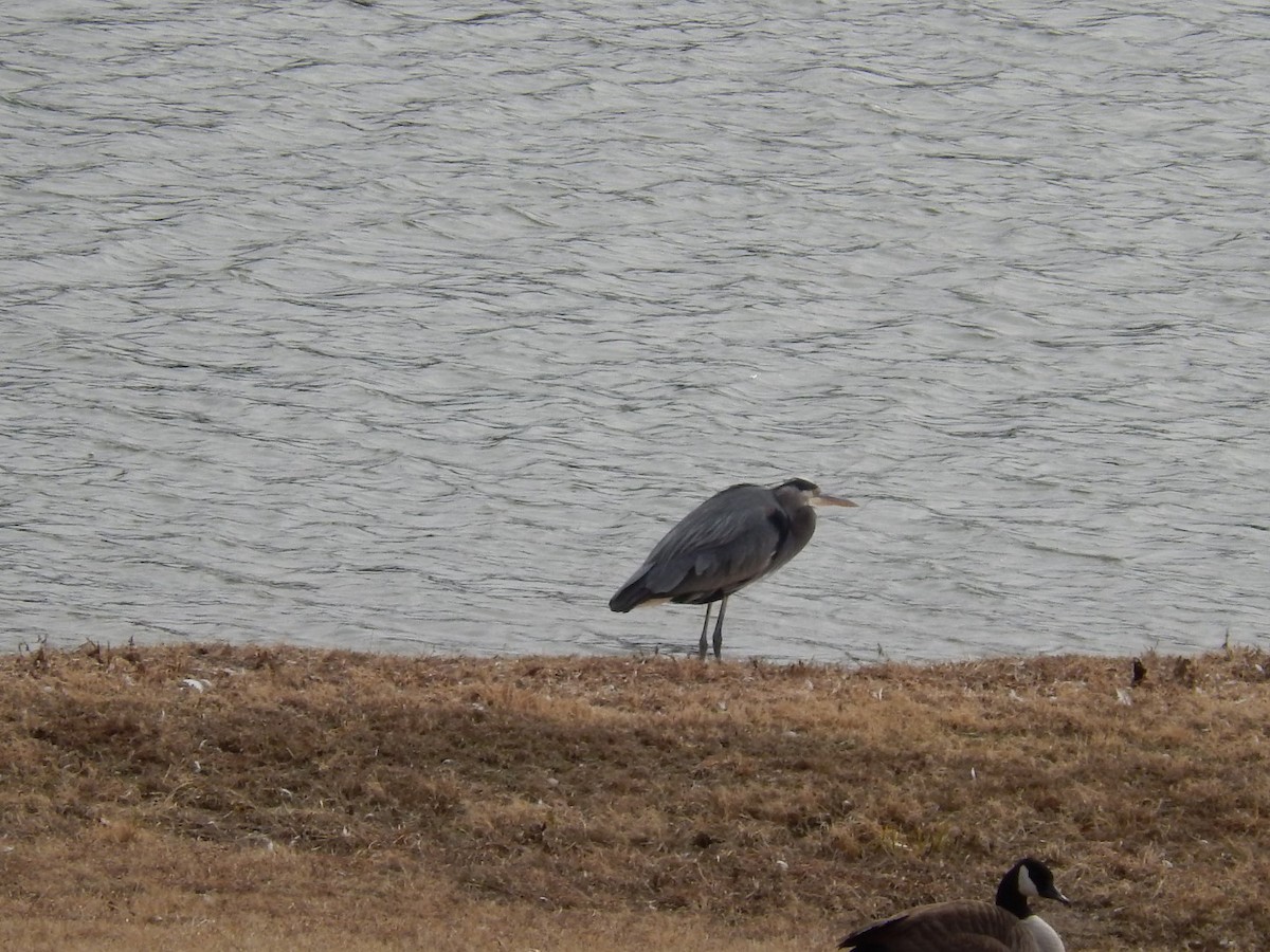 Great Blue Heron - ML139559931