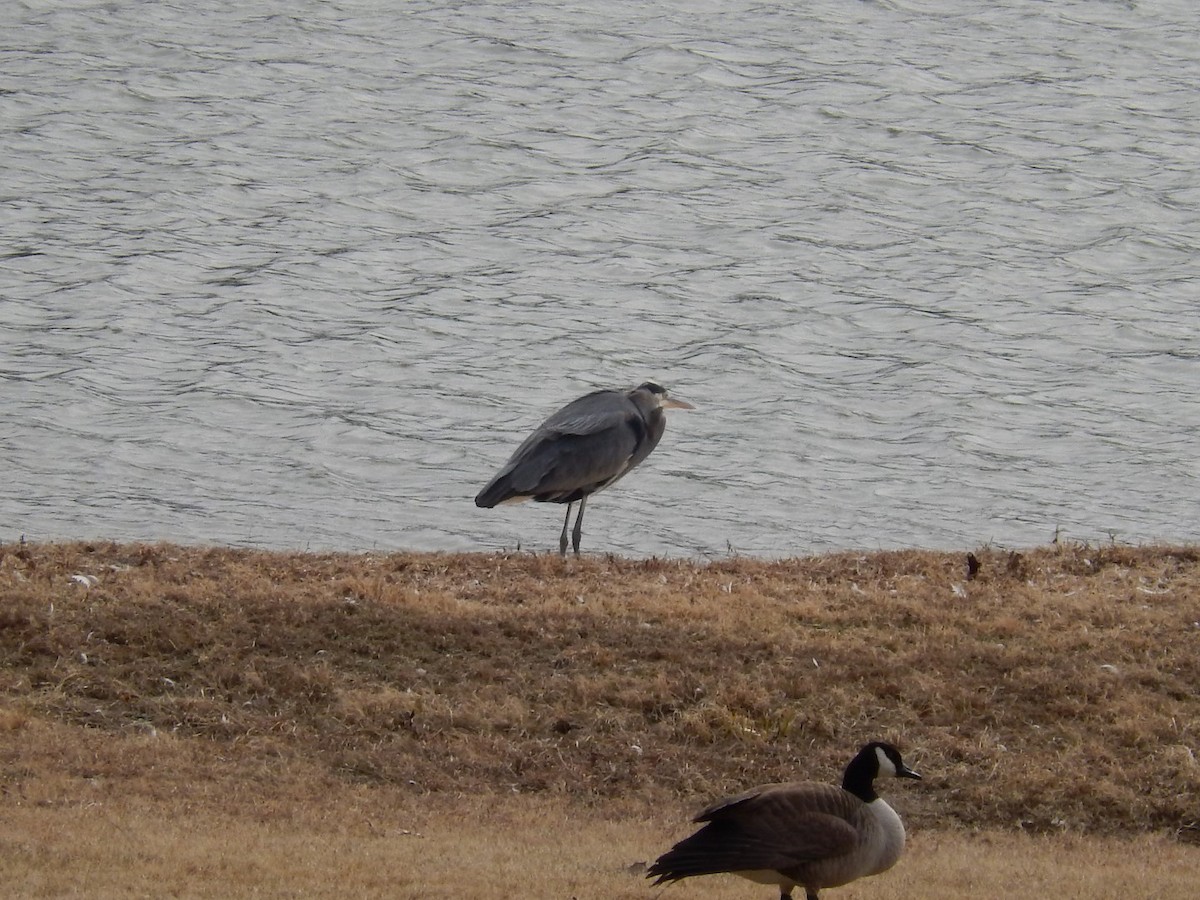 Great Blue Heron - ML139559941