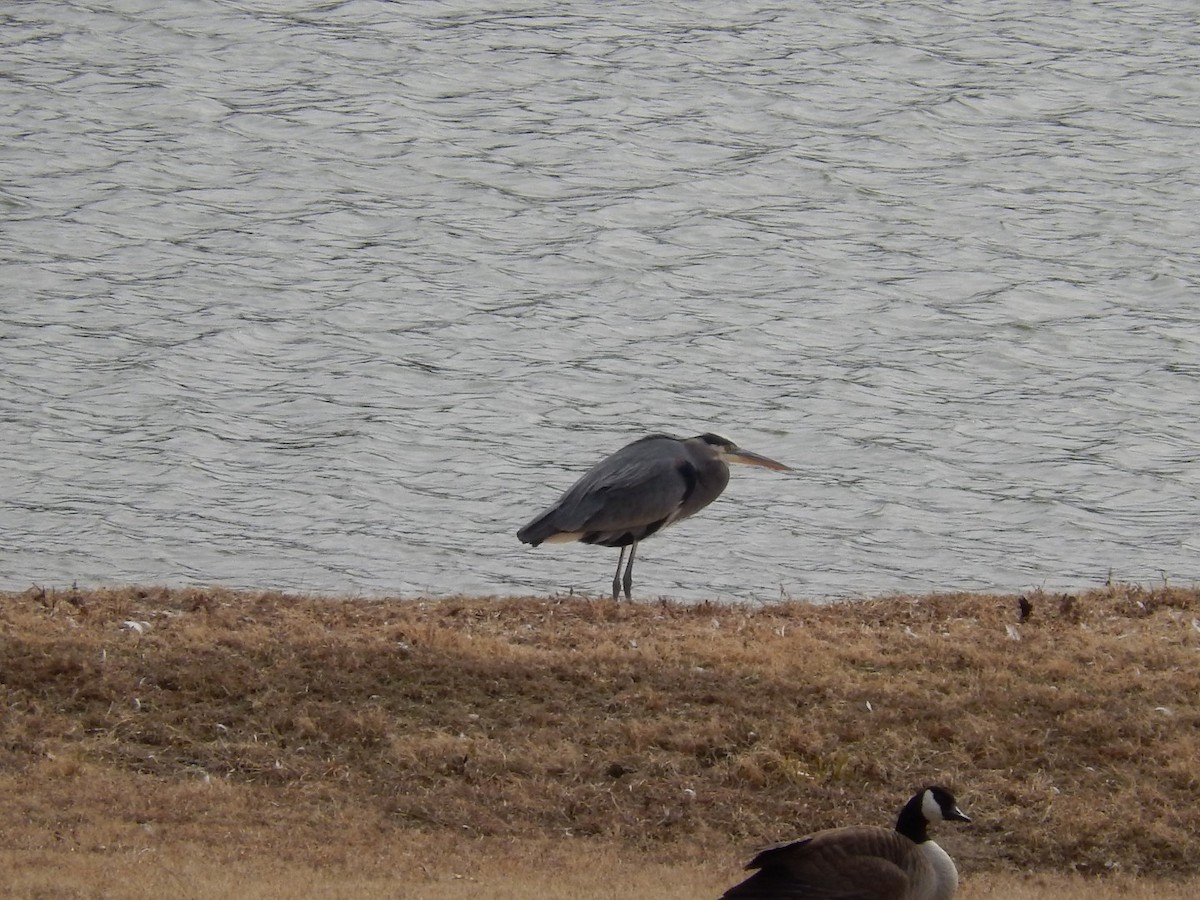 Garza Azulada - ML139559951