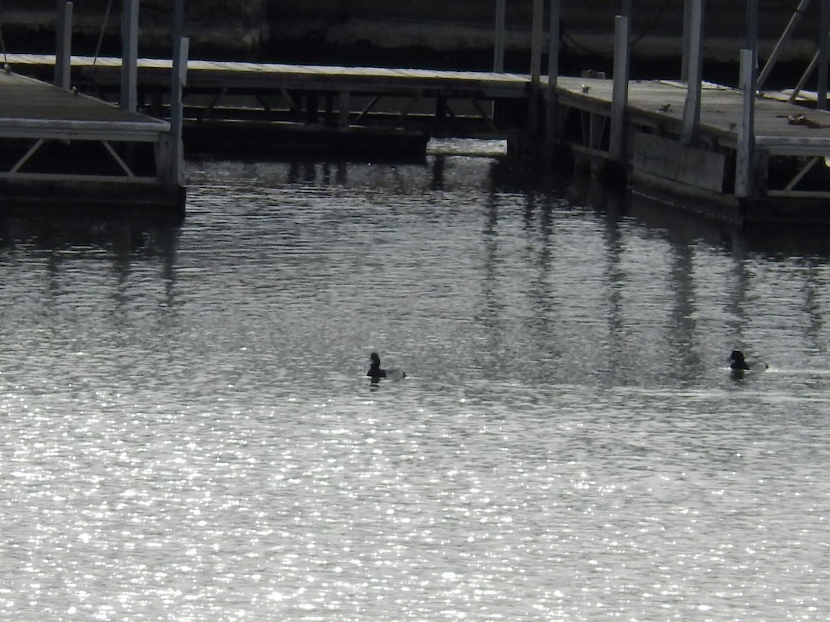 Lesser Scaup - ML139560381