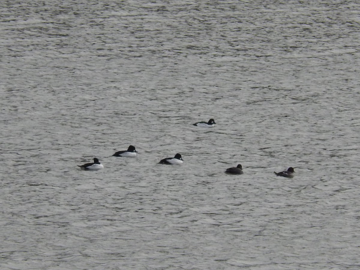 Common Goldeneye - ML139560741