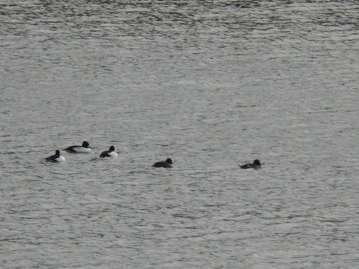 Common Goldeneye - ML139560751