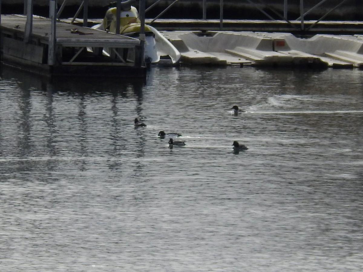 Common Goldeneye - ML139560791