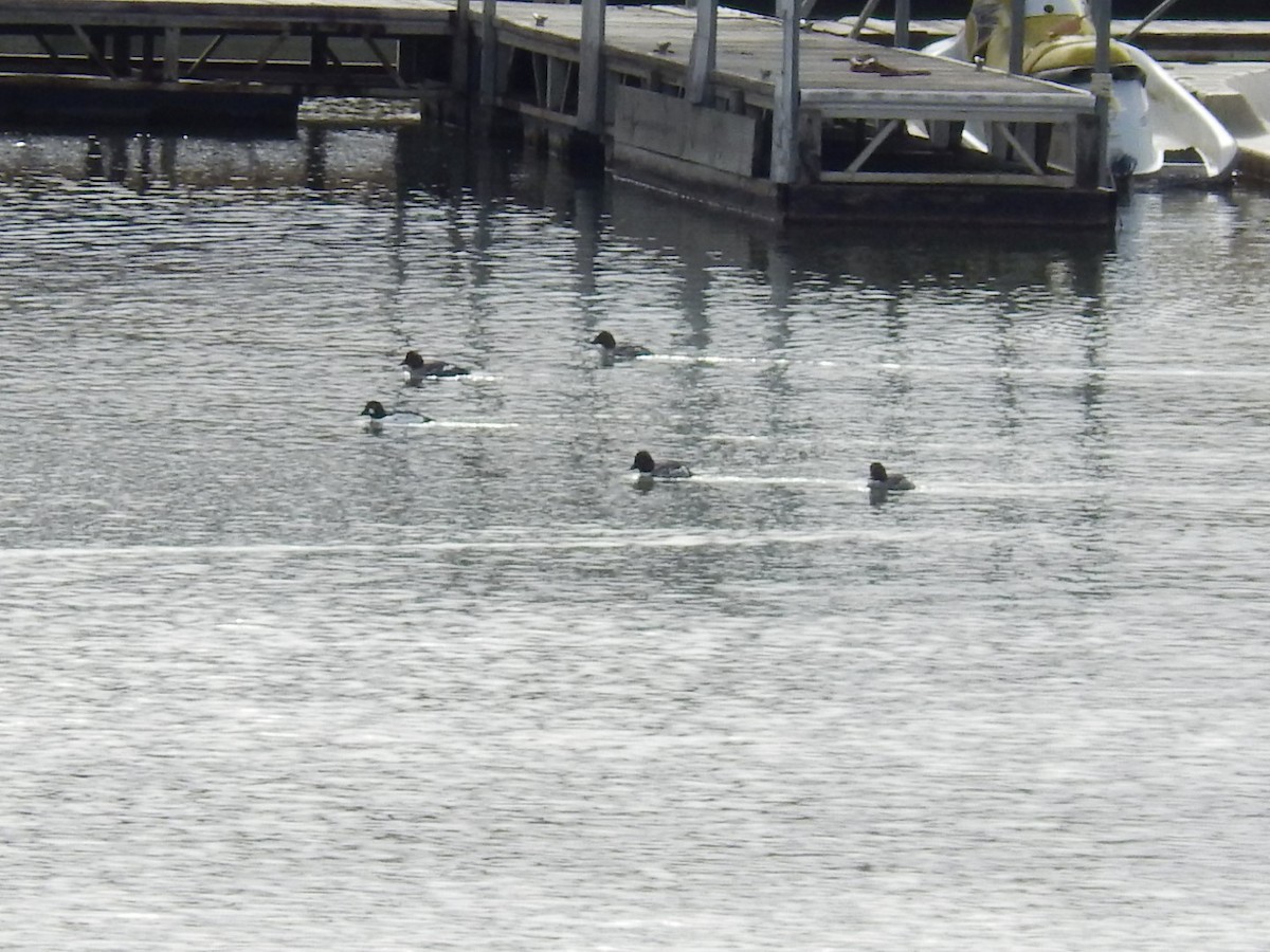 Common Goldeneye - ML139560811