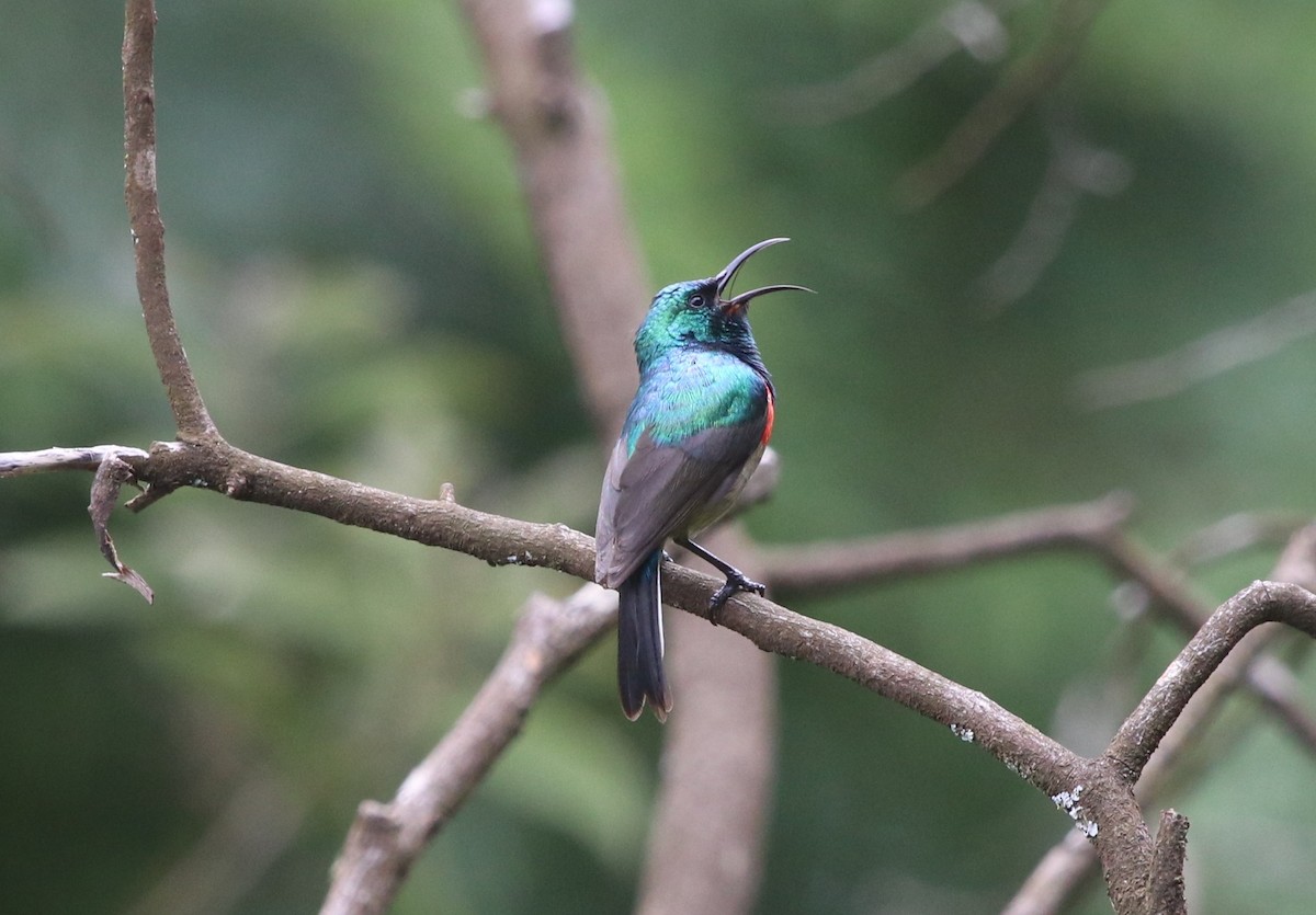 Eastern Double-collared Sunbird - ML139560951