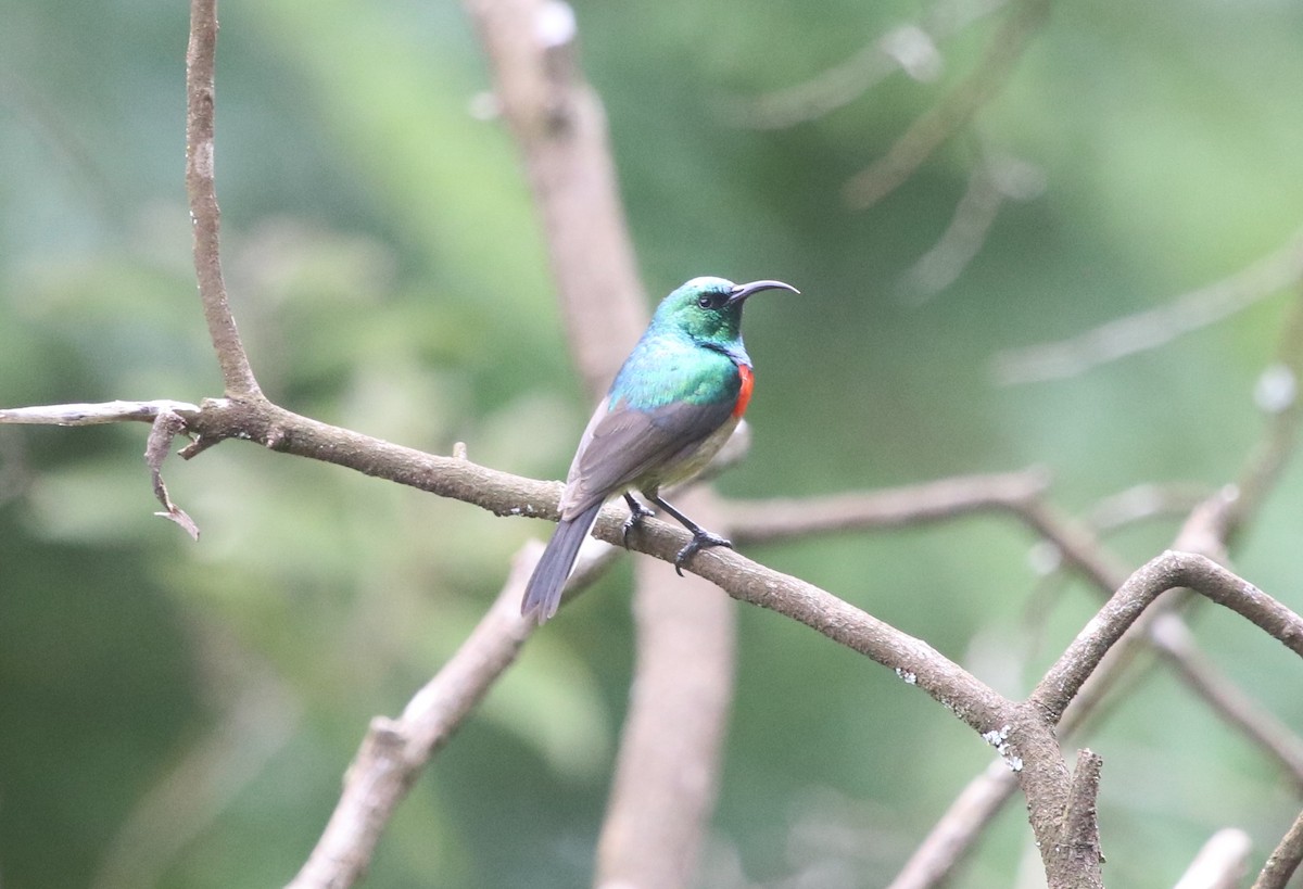 Eastern Double-collared Sunbird - ML139560961