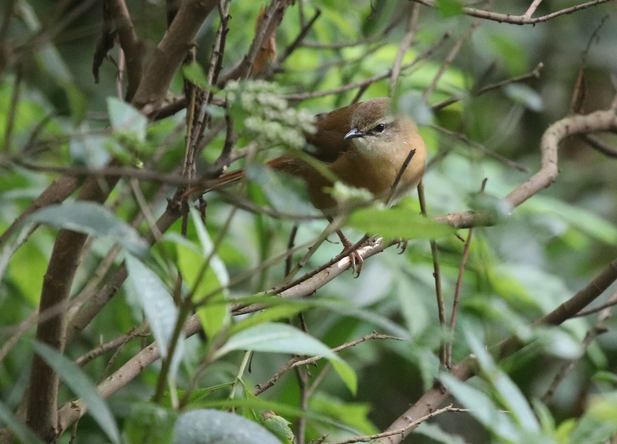 Cinnamon Bracken-Warbler - ML139561201